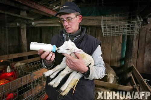 六腿羊羔降生比利时农场身体状况健康-六腿羊