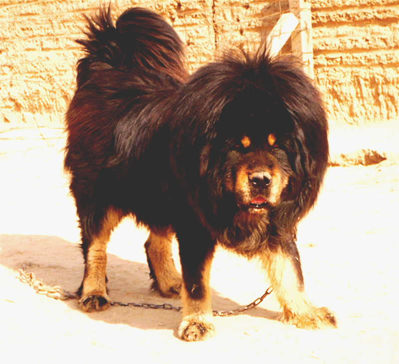 首届河曲藏獒展在玛曲举行