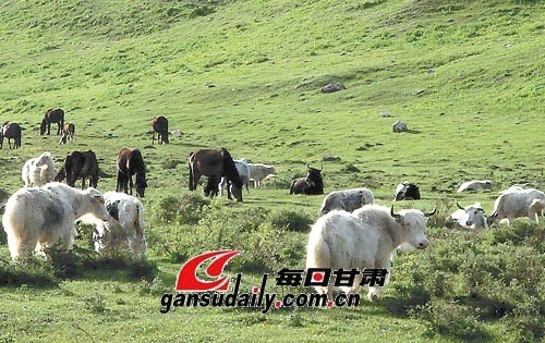【附图】天祝我国最大的白牦牛主产地-天祝-甘