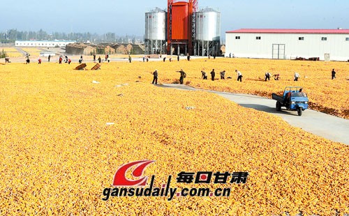 蛹虫草_虫草产量农民总收入