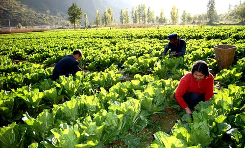 成县积极引导农民种植经济作物