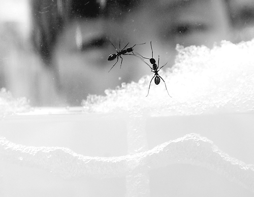 因为生态玩具模拟了蚂蚁在土壤中的生态环境