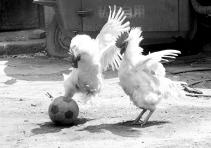 公鸡喜爱踢足球 动作酷似 马赛回旋 -公鸡,足球