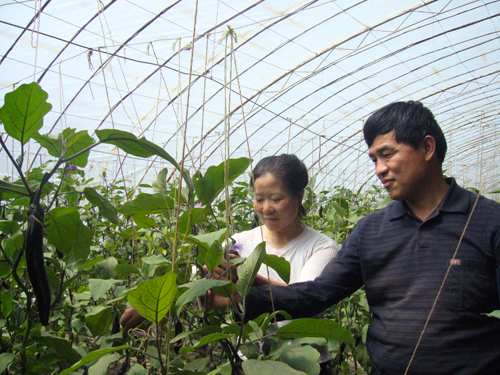 大棚种植_大棚种植与农民收入(3)