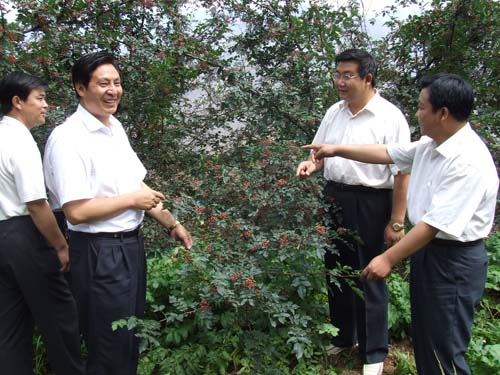 武都区发展花椒产业纪实