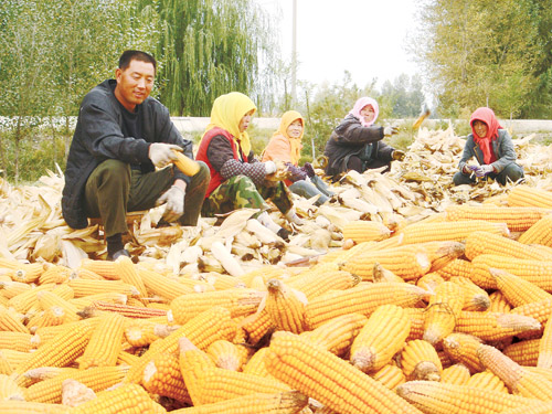 武威农民种植玉米人均增收700元-农民,种植,增收-甘肃日报