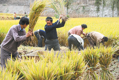 文县水稻种植面积达万余亩(图)