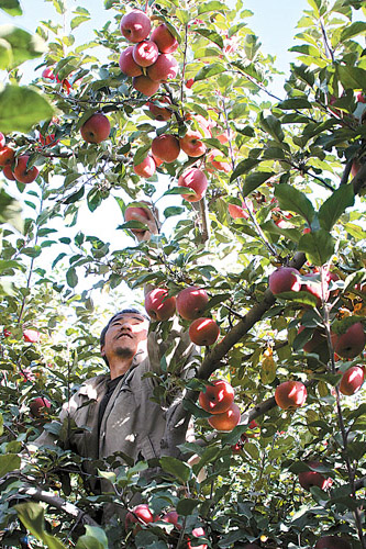 靖远县三滩乡的苹果熟了