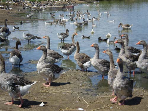 黄渠乡养殖的欧洲大雁