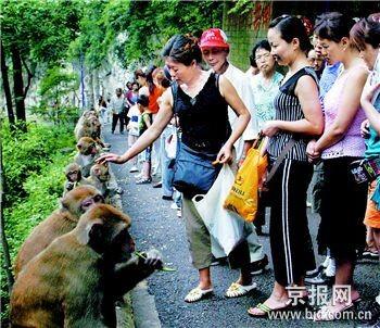 贵州黔灵公园猴患引发野生动物保护尴尬(图)