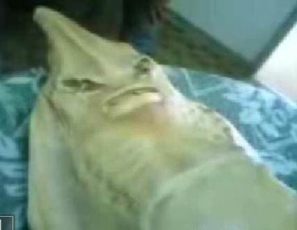 VIDEO SIRENA LAGO MARACAIBO video sirena lago maracaibo: