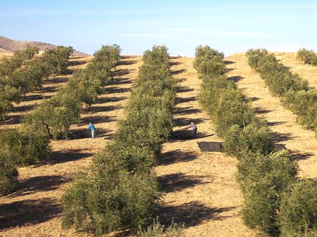 王义率团赴西班牙等国考察油橄榄产业