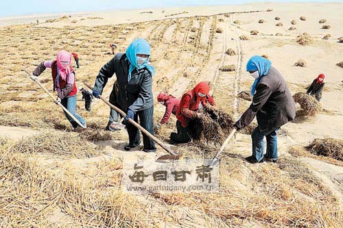 民勤县群众在腾格里沙漠用麦草压沙-民勤,沙漠