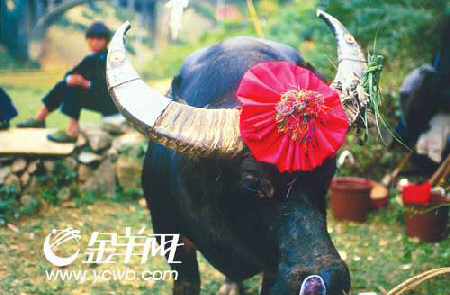���ݴӽ� ����"ţ���"(ͼ)