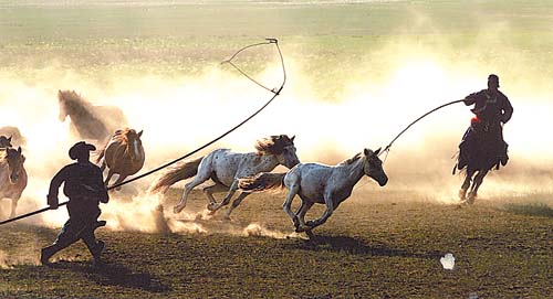 摄影:内蒙古草原在干旱-摄影-甘肃日报