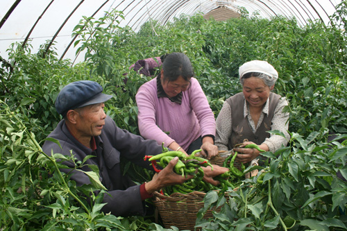大棚种植_大棚种植与农民收入