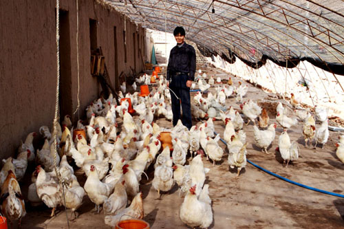 天祝:西大滩乡上泉村牧民马全正在喂养藏雪鸡