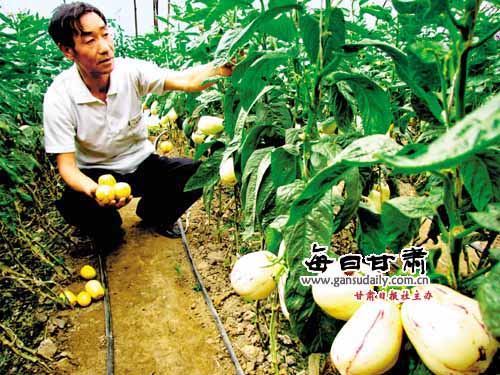 農民采摘已成熟的人參果