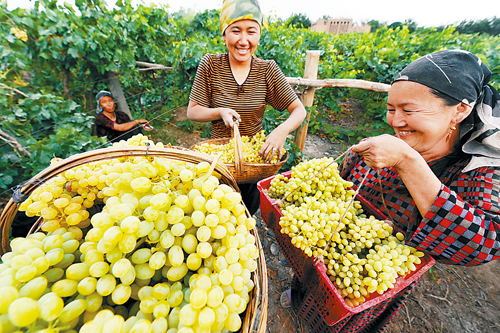 新疆吐鲁番白葡萄陆续成熟-吐鲁番|葡萄|成熟-甘