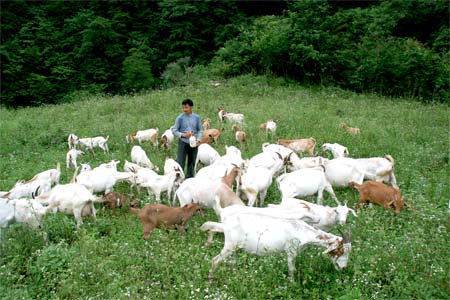 两当农民余卫东发展奶山羊-两当|农民|余卫东|奶