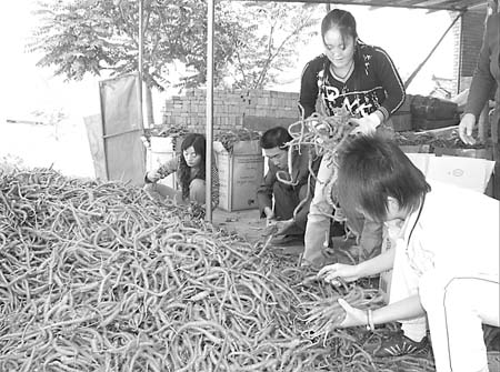 礼县盐官镇新集辣椒全面上市-礼县|盐官镇|新集