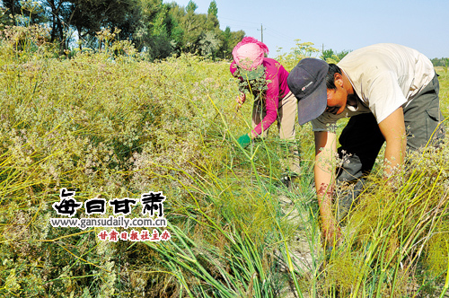 玉门农户套种的近2万亩大茴香成熟了-农户|套