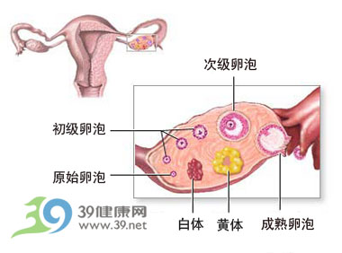 三,卵巢黄体破裂