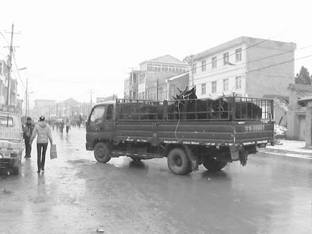 礼县盐官骡马市场-礼县|盐官|骡马|市场-陇南报