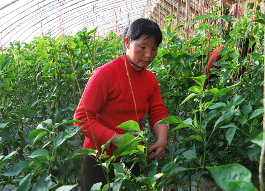 如何种植辣椒秧 10585724_313832.jpg