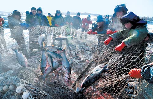 黑龙江水产养殖场渔民捞鱼-水产养殖-甘肃日报
