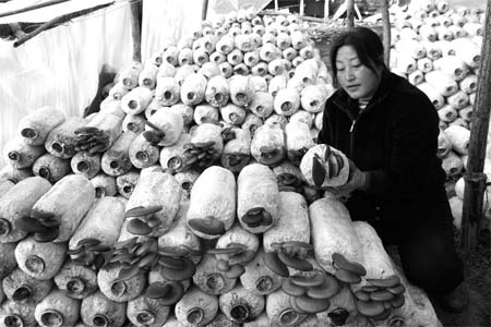 袋料大棚蘑菇种植-袋料|大棚|蘑菇|种植-陇南