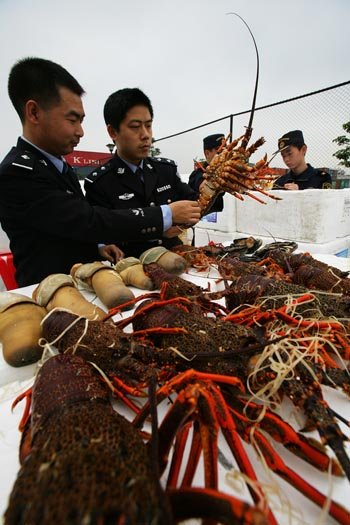 龙虾是海鲜_龙虾海鲜灯箱_抓龙虾(2)