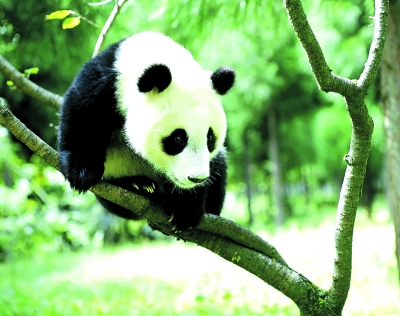 大熊猫的故乡-碧水青山新文县-大熊猫|故乡|文县