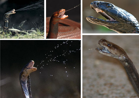 眼镜蛇是保护动物吗
