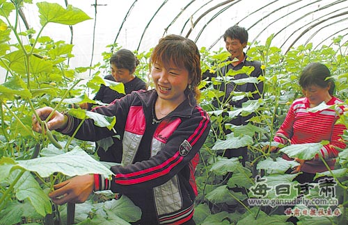 每日甘肃网-甘肃日报讯 永靖县太极镇中庄村农民种植温棚蔬菜,有效