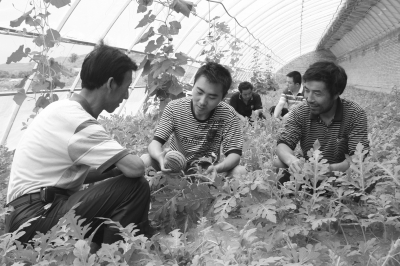 礼县大学生村官积极为群众服务-礼县|大学生