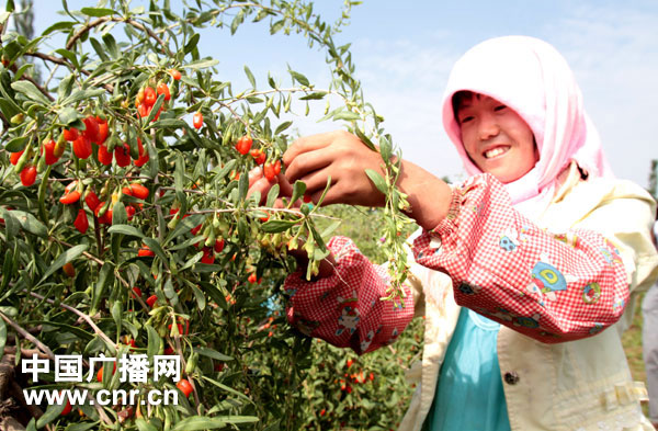 [中广网]中宁擦亮宁夏枸杞金名片 干果总产值