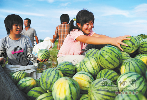 白银市平川区近2万亩西瓜喜获丰收(图)-平川|西