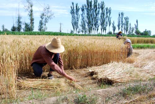 凉州农民收割小麦