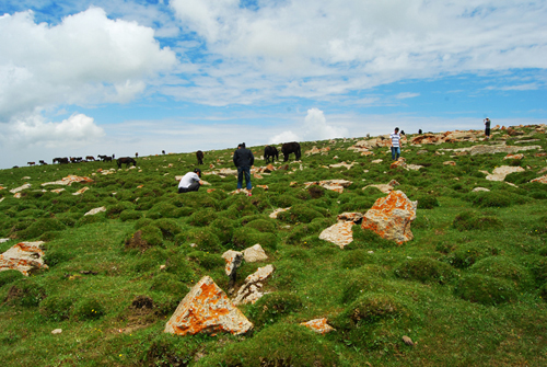 和谐自然 马衔山; 登上马衔山:体验高山草甸,观夏日白雪(图); 马衔山