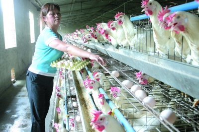 成县蛋鸡养殖 收入每月近六万