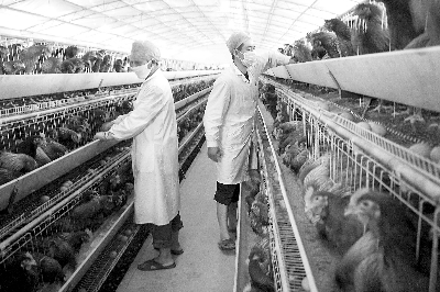 技术+金融双轮驱动 2025搜猪俱乐部会员U8国际- U8国际官方网站- U8体育APP下载见面会破解养殖成本与价格波动双难题