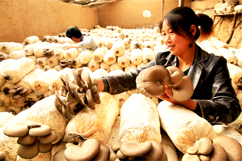 蘑菇种植大户采收蘑菇-成县,-每日甘肃-陇南日