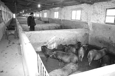 康县大堡镇旺达生猪养殖场一角-康县-每日甘肃