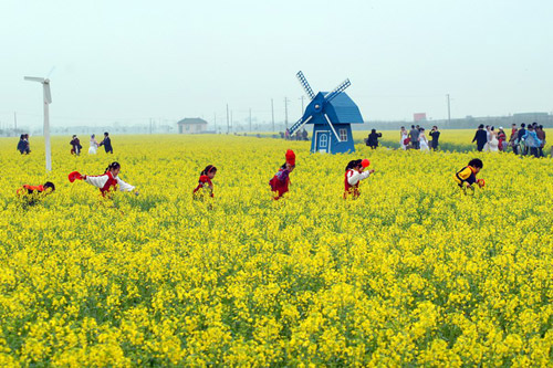 2011奉贤菜花节 赏花攻略