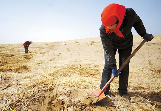 农民在民勤县西大渠沙漠上的草格内种植梭梭林