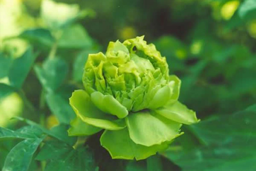 引用《中国洛阳牡丹花》 - 僰乡人。。。 - 僰乡人。。。