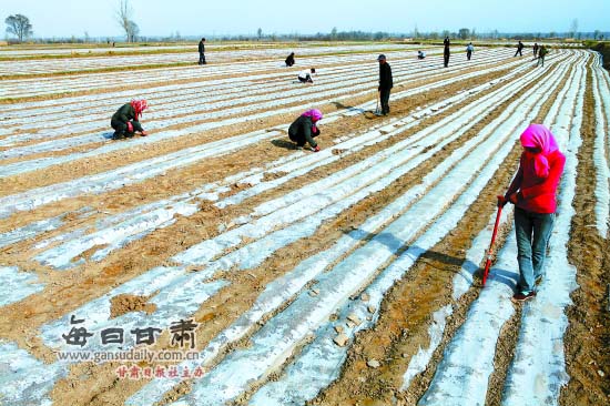 凉州区农民采用全膜双垄沟播技术种植玉米 -凉