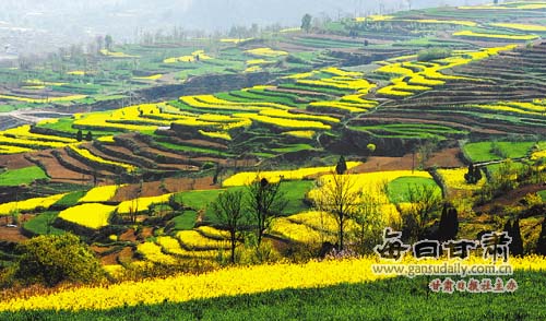 满山遍野黄金甲