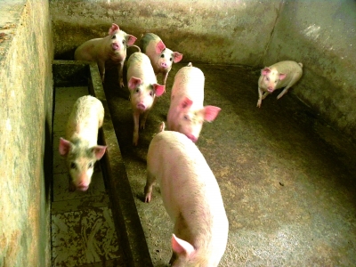 信贷支持的家庭型规模养猪场